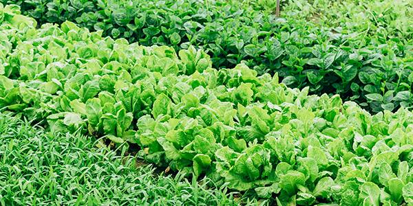 Vegetable Gardening