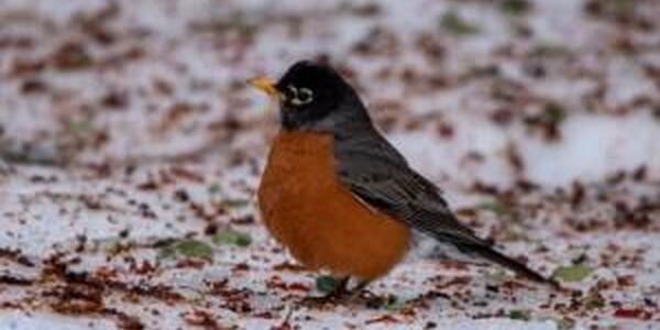 american robin on snowy ground