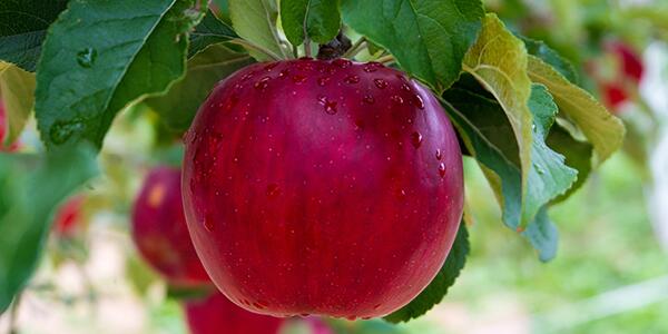 apple hanging from tree