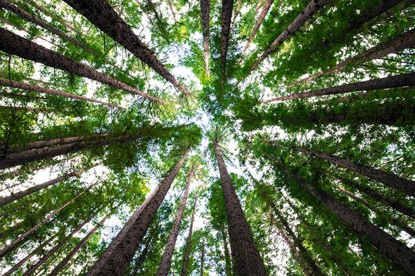 trees in forest