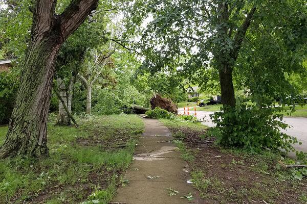 trees damaged by storm