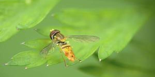 fly on leaf