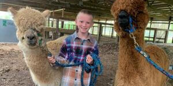 boy holding 2 alpacas