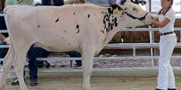 youth exhibiting dairy cattle