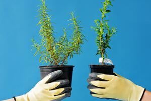 two potted plants