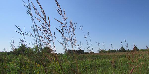 warm season grass on prairie