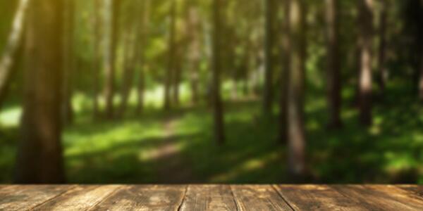 picnic table looking out into a grassy forest