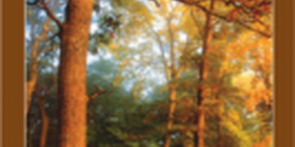 cover forests of Illinois