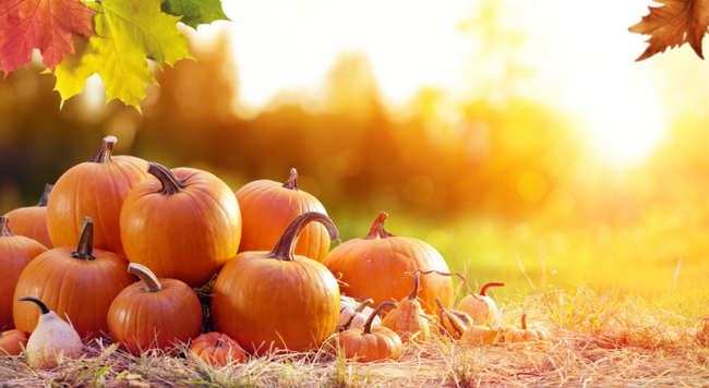 A pile of orange pumpkins sitting outdoors with sunshine filtering through the leaves in the background