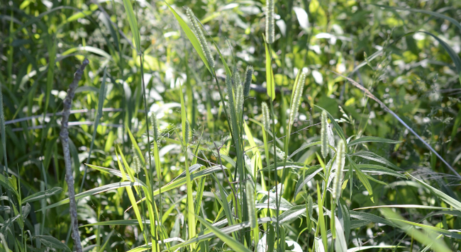 timothy in bloom with other plants in background