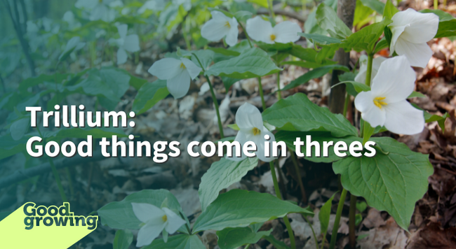 Trillium: Good things come in threes group of white trillium blooming on woodland floor