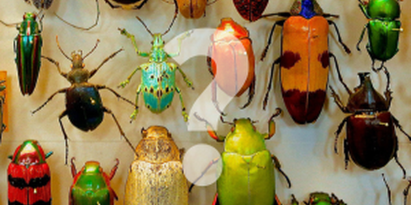 group of dead bugs on display