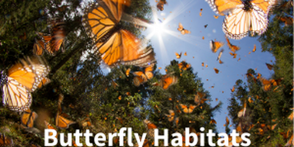 Butterflies in the garden