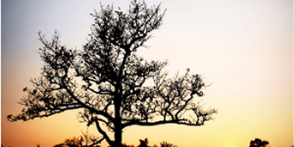 Beautiful tree at sunset