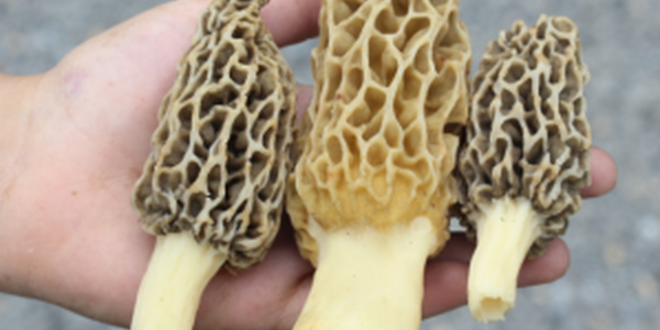 three morel mushrooms in hand