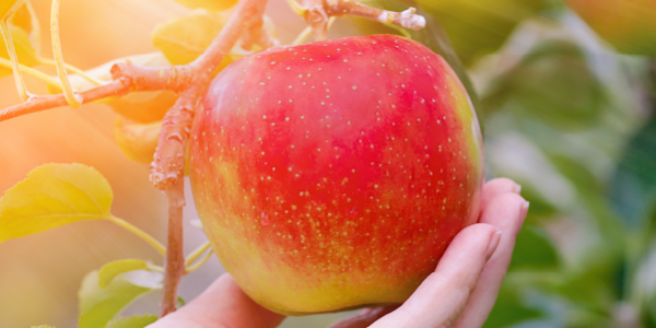 Display of apple