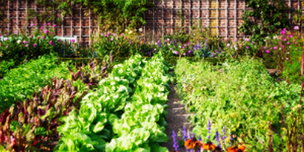 vegetable garden