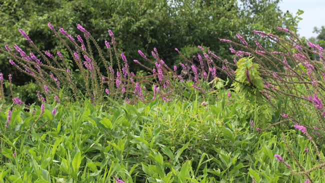 A stand of purple loosestrife plant in flower