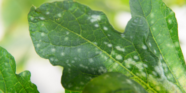 mildew damaged plant leaf