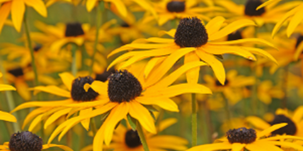 Black-eyed Susans in a field