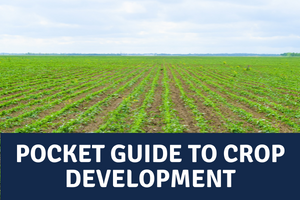 crop field