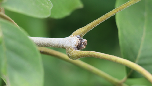 A twig of a tree