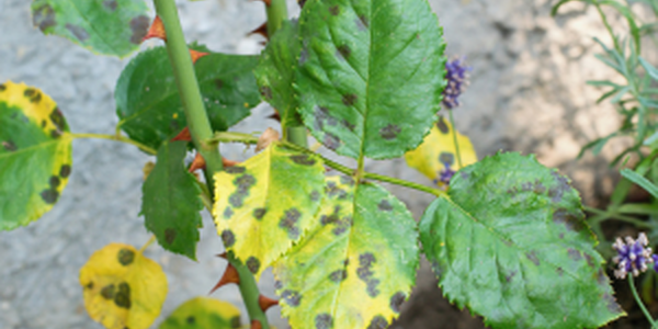 damaged rose plant