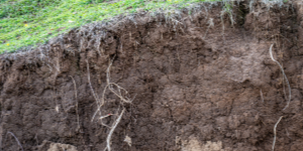 lawn with exposed roots and soil