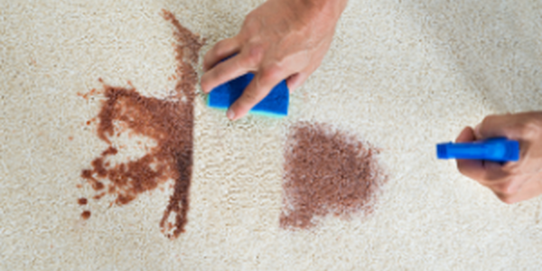 Hands removing brown stain on white rug