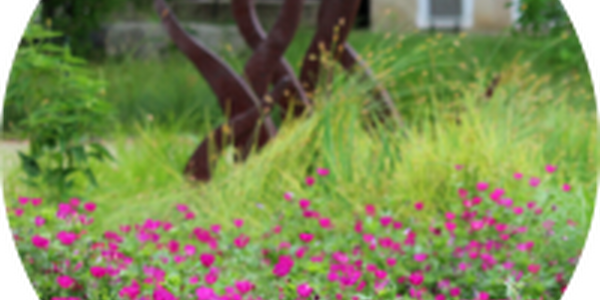 native flowers at rain garden