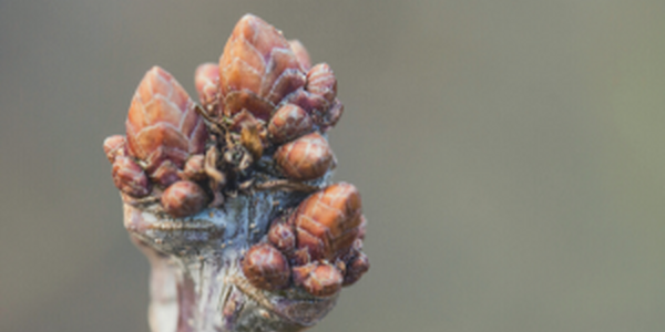 tree bud in winter